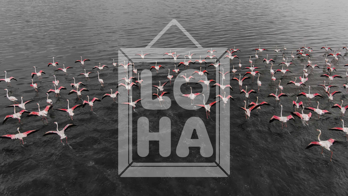 Flamingos in Kuwait