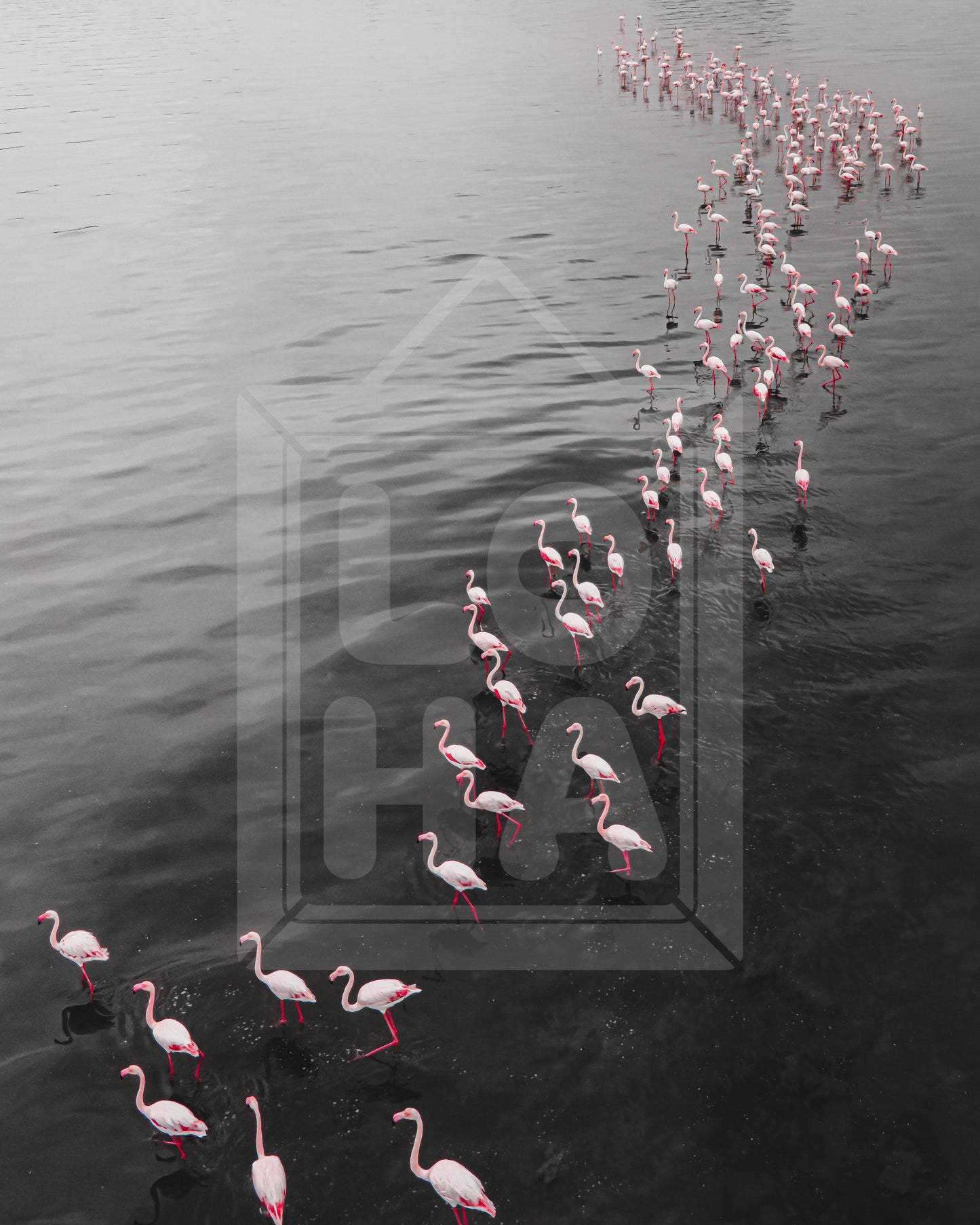 Flamingo 1